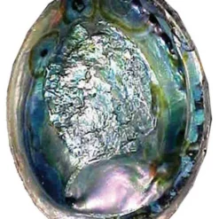 Abalone Shell